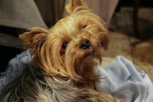 Cukrouši Vol. 10 (15)