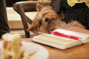 Cukrouši Vol. 10 (38)